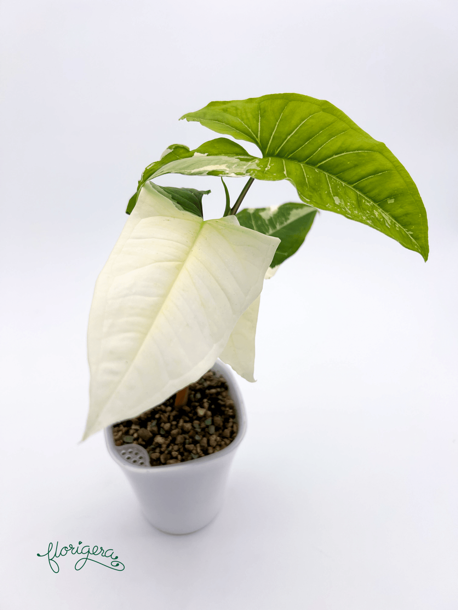 Syngonium podophyllum ‘Batik’ („Batik Variegated“) 2 - Florigera