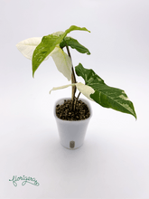 Syngonium podophyllum ‘Batik’ („Batik Variegated“) 2 - Florigera