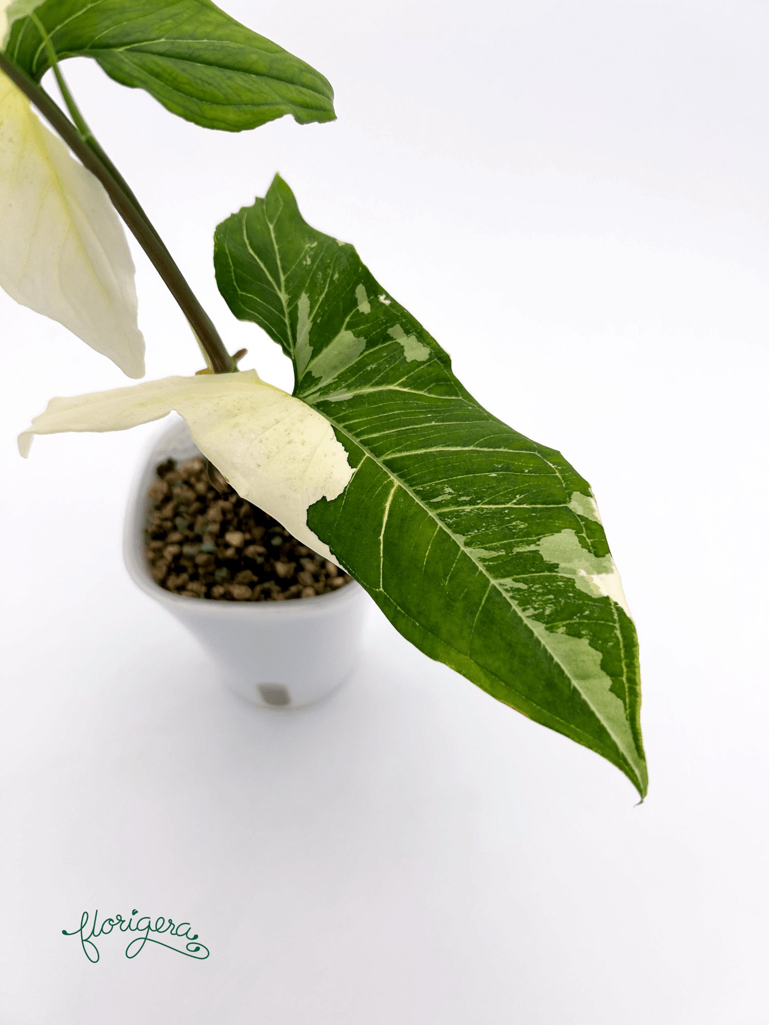 Syngonium podophyllum ‘Batik’ („Batik Variegated“) 2 - Florigera