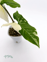 Syngonium podophyllum ‘Batik’ („Batik Variegated“) 2 - Florigera