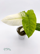 Syngonium podophyllum ‘Batik’ („Batik Variegated“) 2 - Florigera