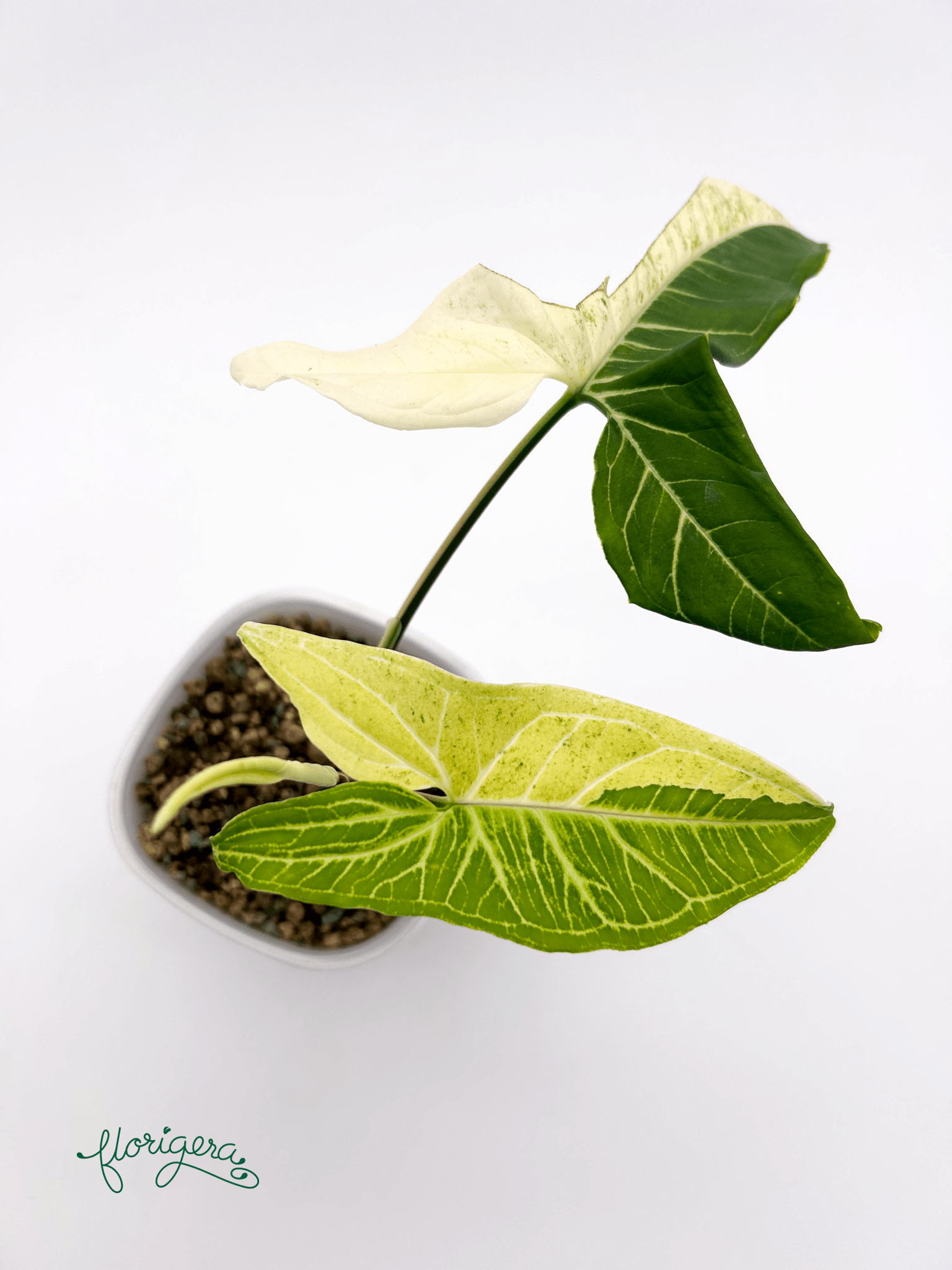 Syngonium podophyllum ‘Batik’ („Batik Variegated“) - Florigera