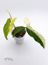 Syngonium podophyllum ‘Batik’ („Batik Variegated“) - Florigera