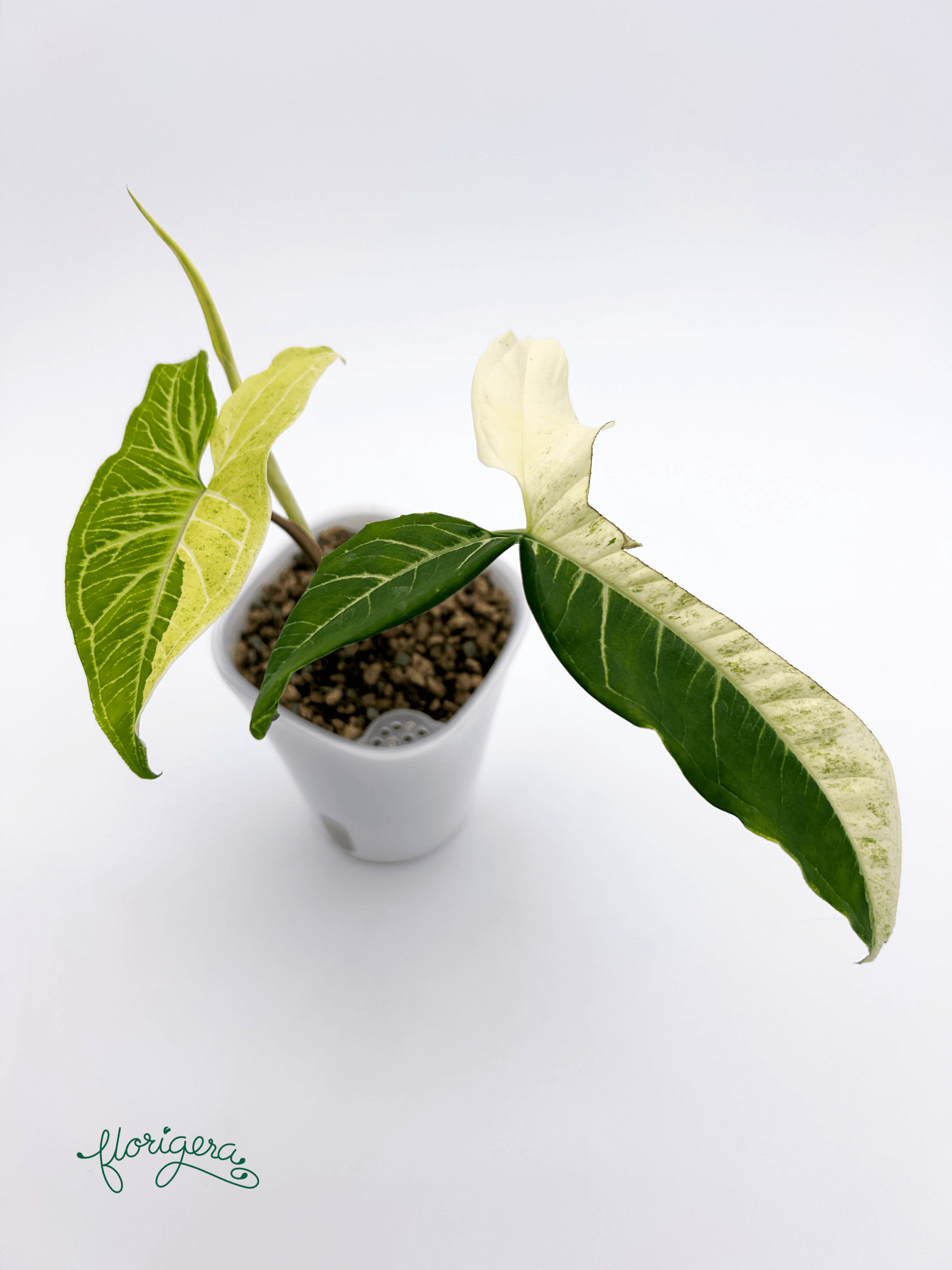 Syngonium podophyllum ‘Batik’ („Batik Variegated“) - Florigera