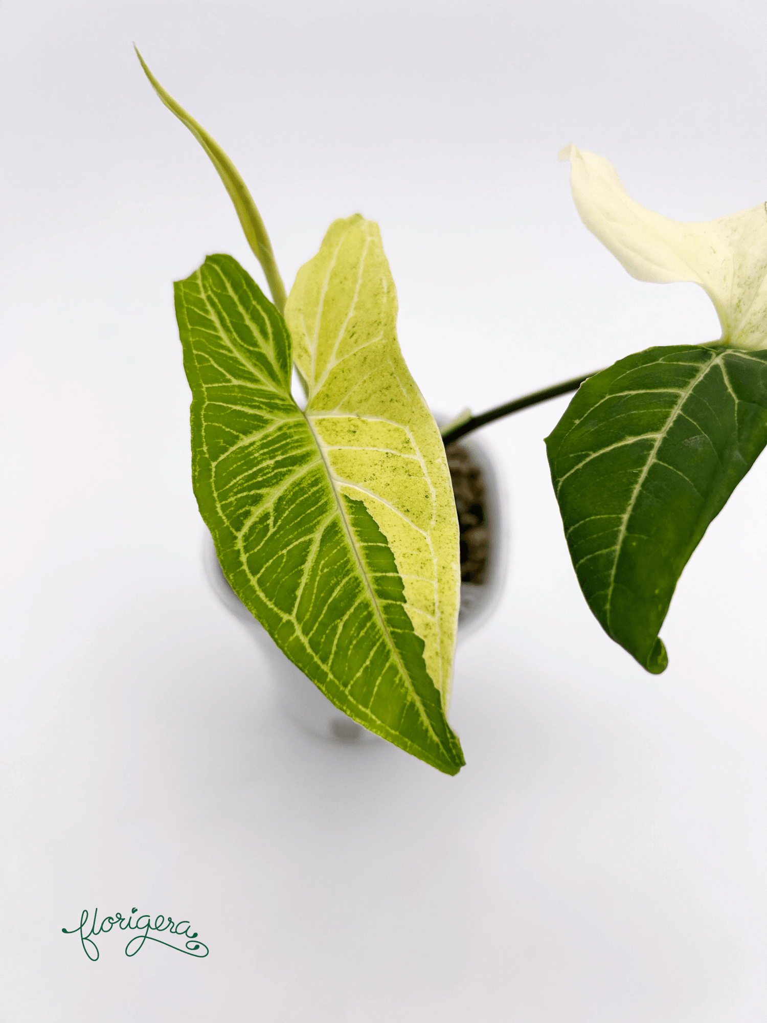 Syngonium podophyllum ‘Batik’ („Batik Variegated“) - Florigera