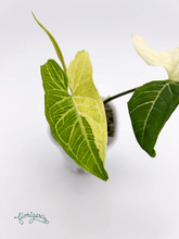 Syngonium podophyllum ‘Batik’ („Batik Variegated“) - Florigera