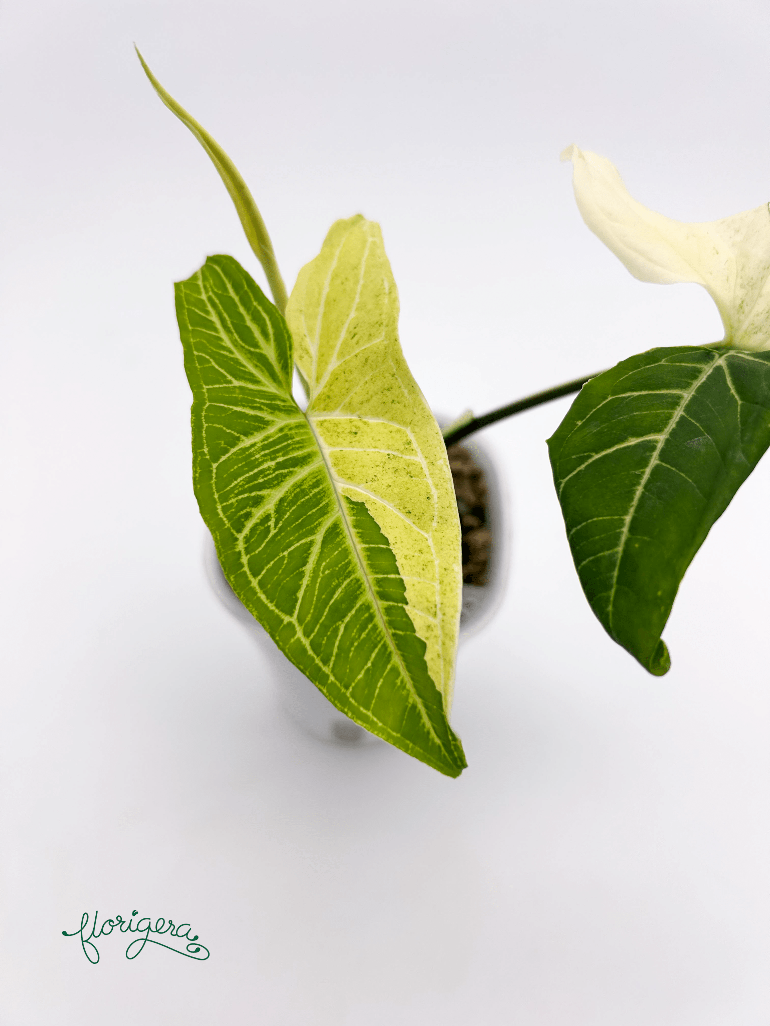 Syngonium podophyllum ‘Batik’ („Batik Variegated“) - Florigera