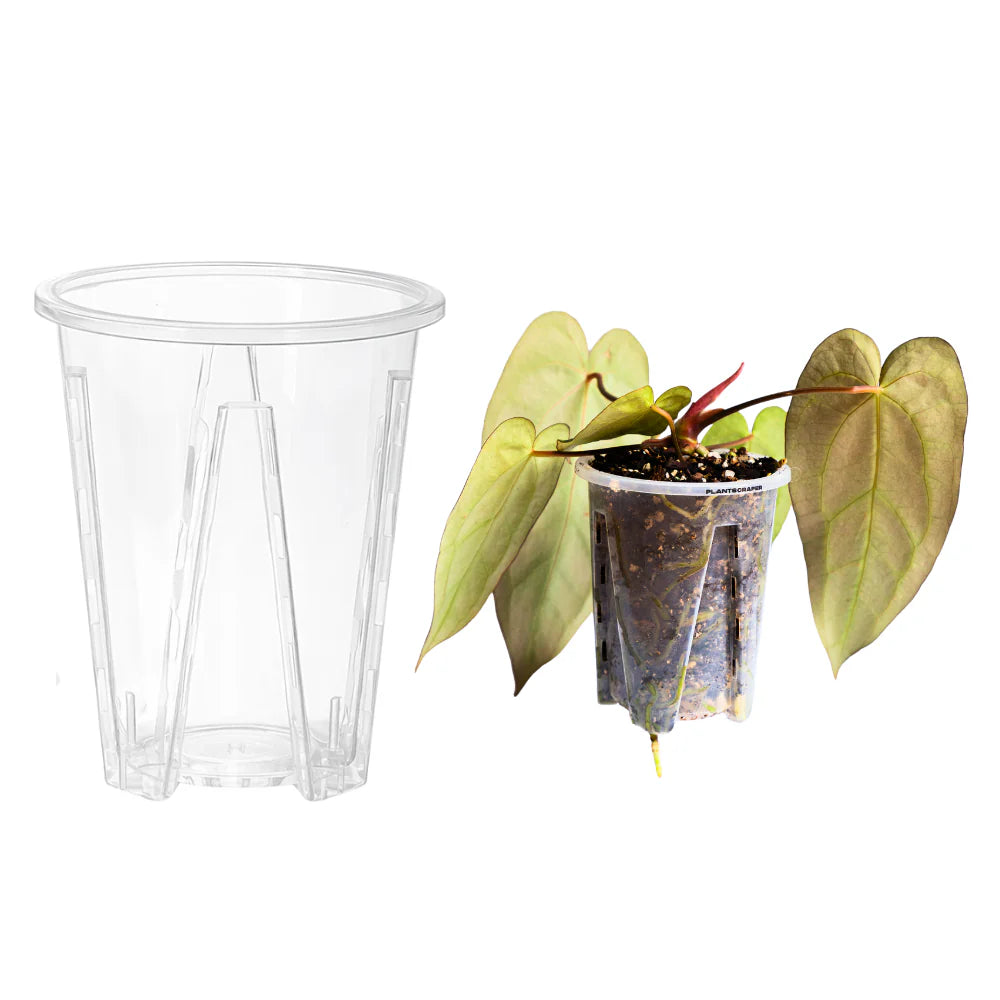 Priehľadný kvetináč pre aroidy Plantscraper