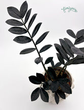 Zamioculcas zamiifolia Raven - Florigera