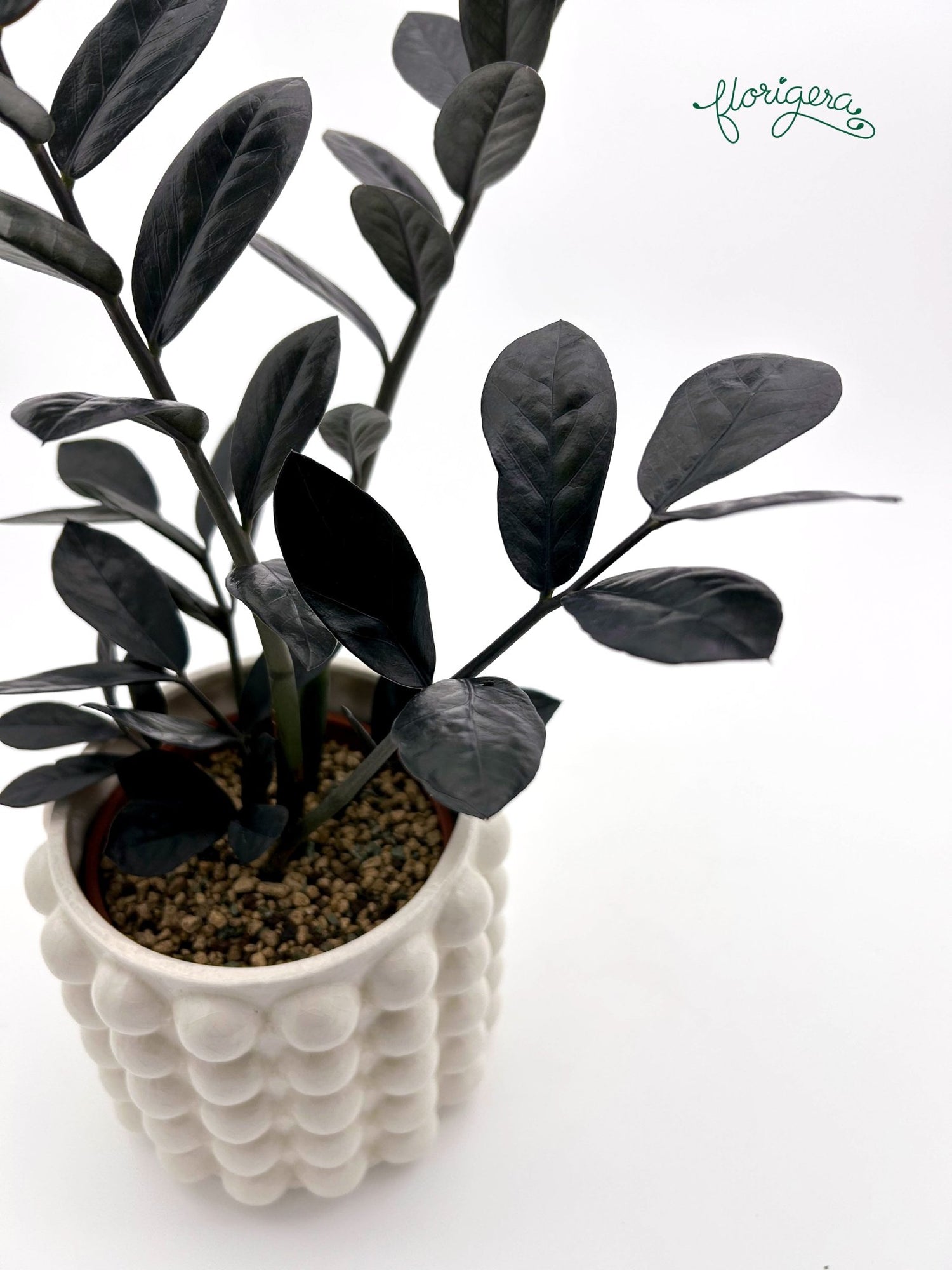 Zamioculcas zamiifolia Raven - Florigera