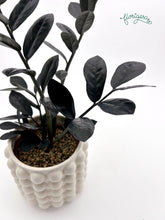 Zamioculcas zamiifolia Raven - Florigera