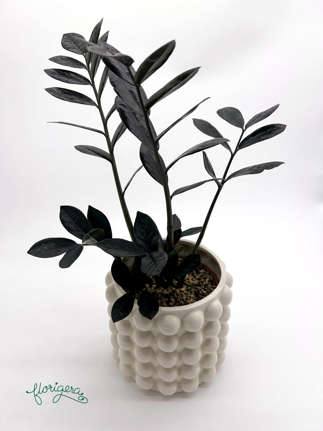 Zamioculcas zamiifolia Raven - Florigera