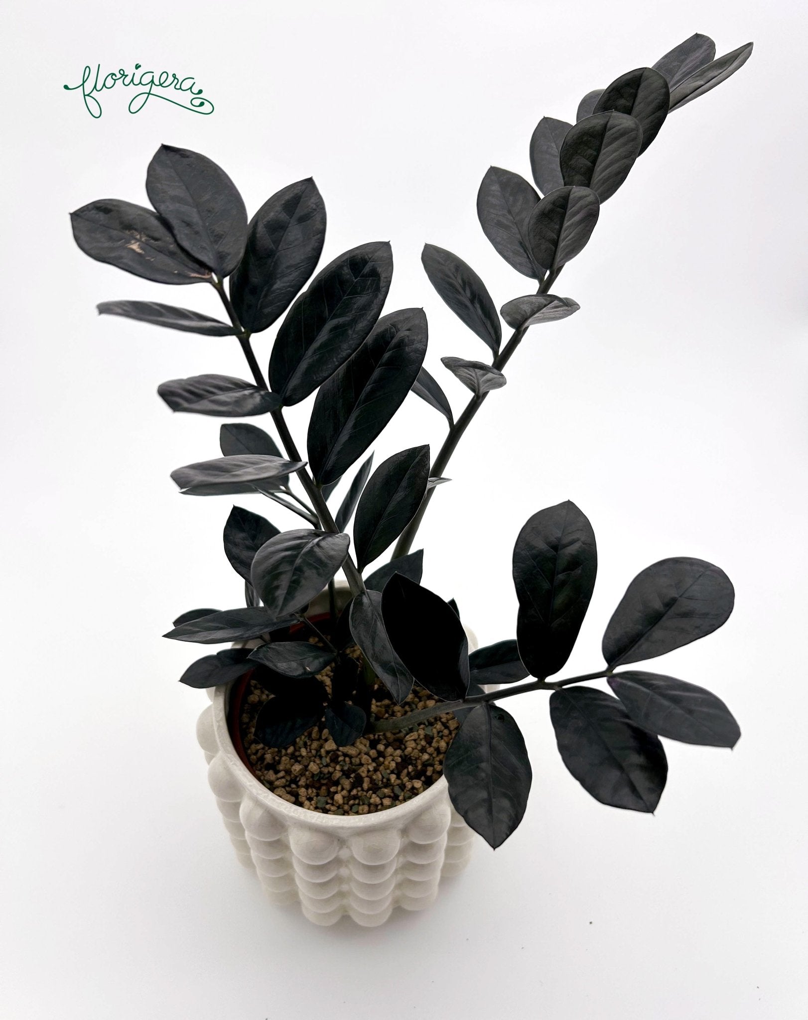 Zamioculcas zamiifolia Raven - Florigera