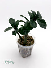 Zamioculcas zamiifolia Zenzi - baby rastlinka - Florigera