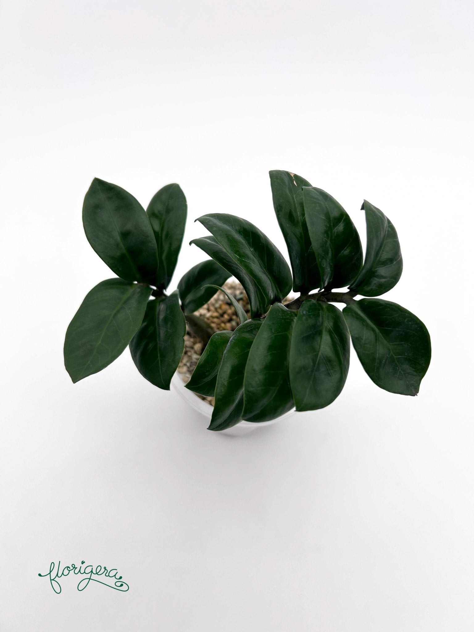 Zamioculcas zamiifolia Zenzi - baby rastlinka - Florigera