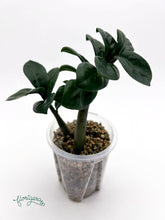 Zamioculcas zamiifolia Zenzi - baby rastlinka - Florigera