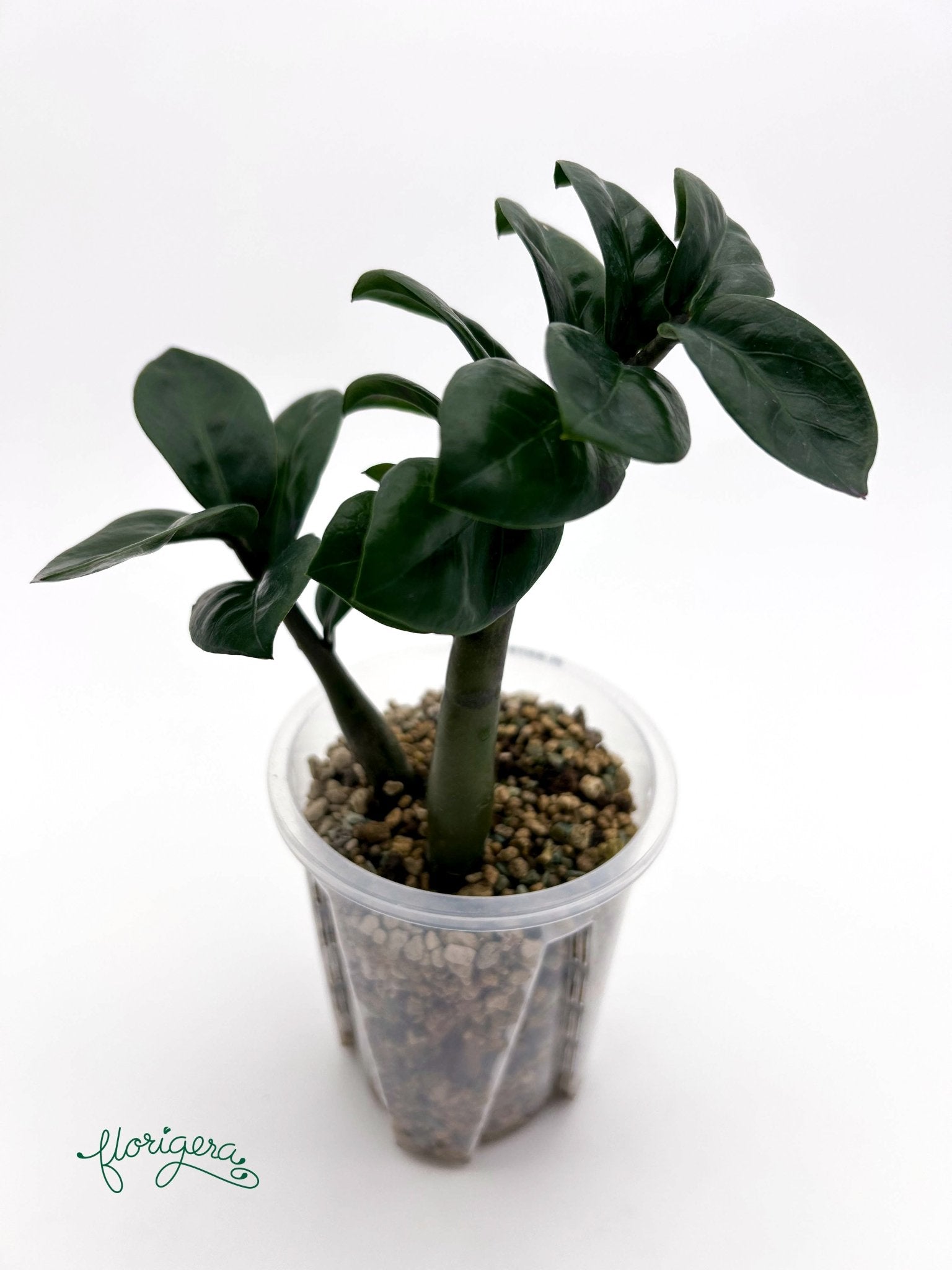 Zamioculcas zamiifolia Zenzi - baby rastlinka - Florigera