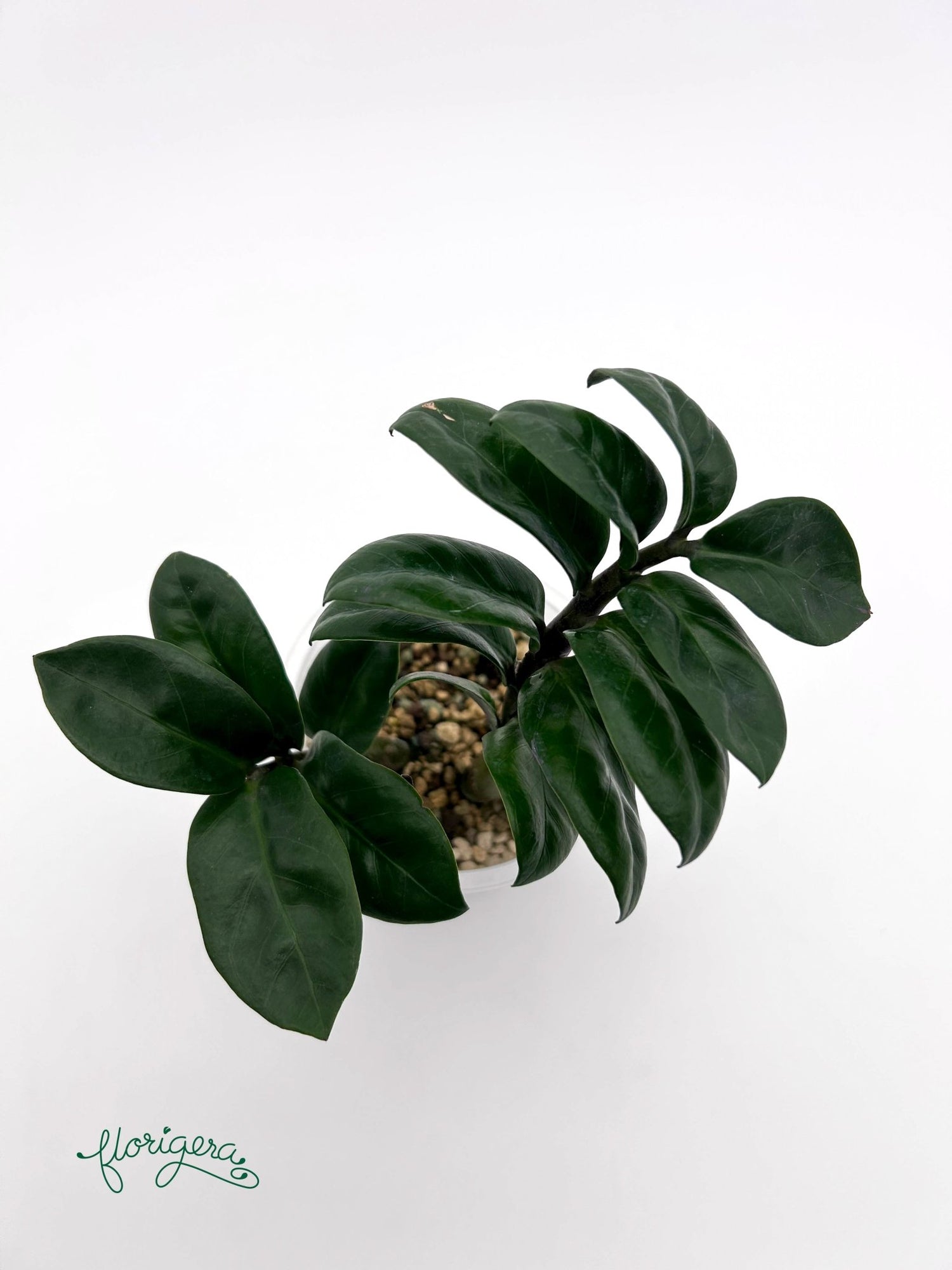 Zamioculcas zamiifolia Zenzi - baby rastlinka - Florigera