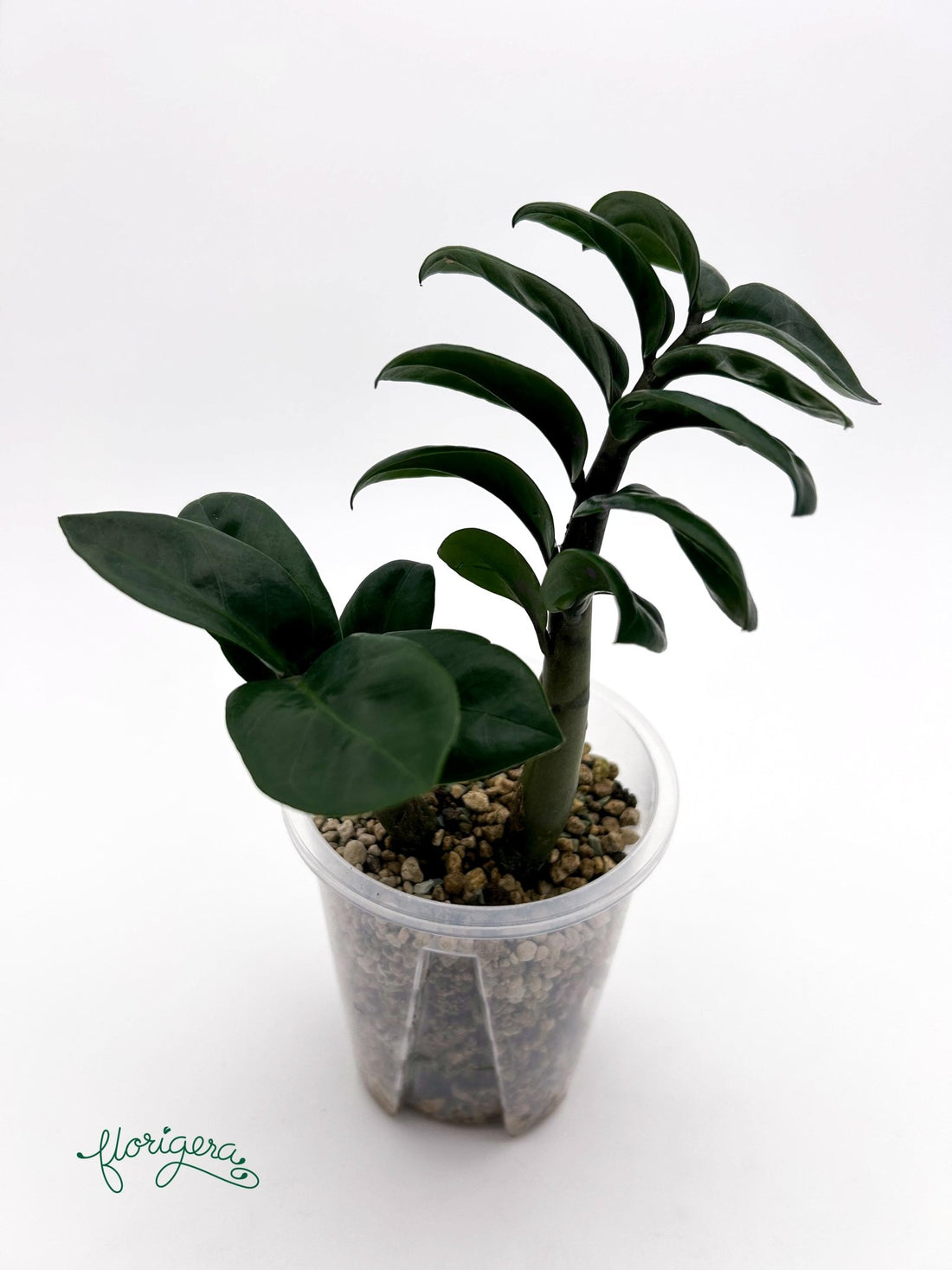 Zamioculcas zamiifolia Zenzi - baby rastlinka - Florigera