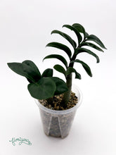 Zamioculcas zamiifolia Zenzi - baby rastlinka - Florigera