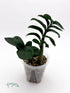 Zamioculcas zamiifolia Zenzi - baby rastlinka - Florigera