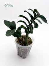 Zamioculcas zamiifolia Zenzi - baby rastlinka - Florigera